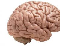 Substanța albă a creierului: structură, funcții