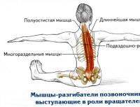 Anatominė juosmens juosmens iliokostalinio raumens sandara