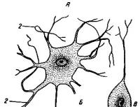 神経組織の特徴