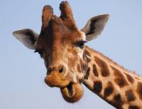 How many cervical vertebrae does a giraffe have?