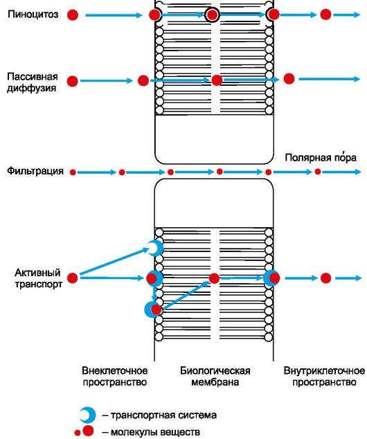 Пассивная диффузия механизм. Пассивный транспорт веществ через мембрану осмос простая диффузия. Пассивная диффузия механизм. Пример пассивной диффузии лекарственного вещества. Пассивная диффузия механизм.